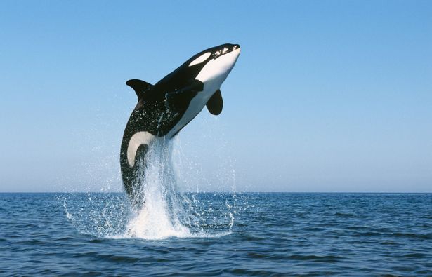 รู้หรือไม่ว่าวาฬเพชรฆาต (Killer Whale) ไม่ใช่วาฬแต่เป็นญาติกับโลมาต่างหาก! รู้หรือไม่ว่าวาฬเพชรฆาต (Killer Whale) ไม่ใช่วาฬแต่เป็นญาติกับโลมาต่างหาก!