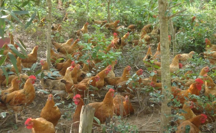 ข้าวมันไก่ แต่ละแบบ แตกต่างกันอย่างไร