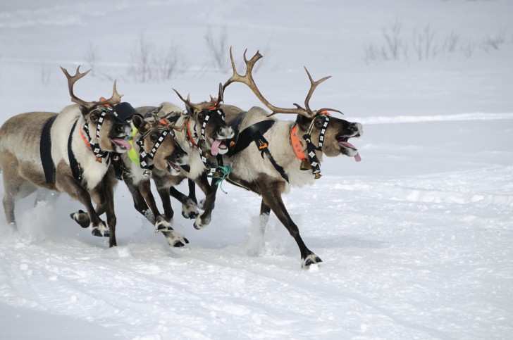 รู้หรือไม่ว่าเรนเดียร์ของซานต้าเป็นกวางตัวเมีย!?