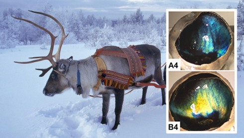 รู้หรือไม่ว่าเรนเดียร์ของซานต้าเป็นกวางตัวเมีย!? รู้หรือไม่ว่าเรนเดียร์ของซานต้าเป็นกวางตัวเมีย!?