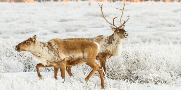 รู้หรือไม่ว่าเรนเดียร์ของซานต้าเป็นกวางตัวเมีย!?