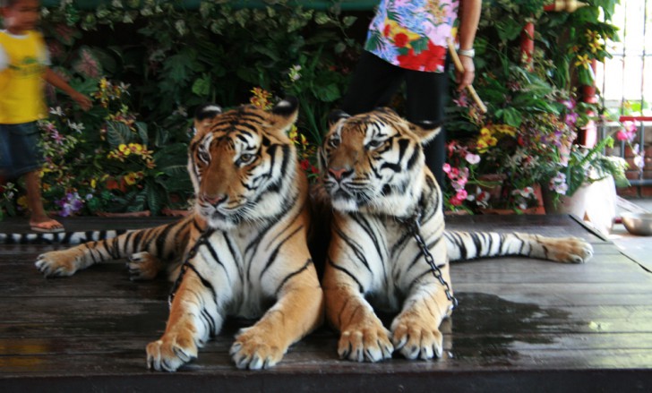 การเที่ยวชมธรรมชาติโดยไม่ทำลายธรรมชาติ (และสัตว์ป่า)