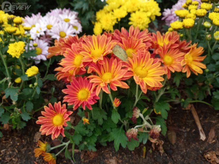 Lenovo A6 Note มือถือคนงบน้อย กล้องหลังคู่ ถ่ายหลังละลายได้นิดๆ