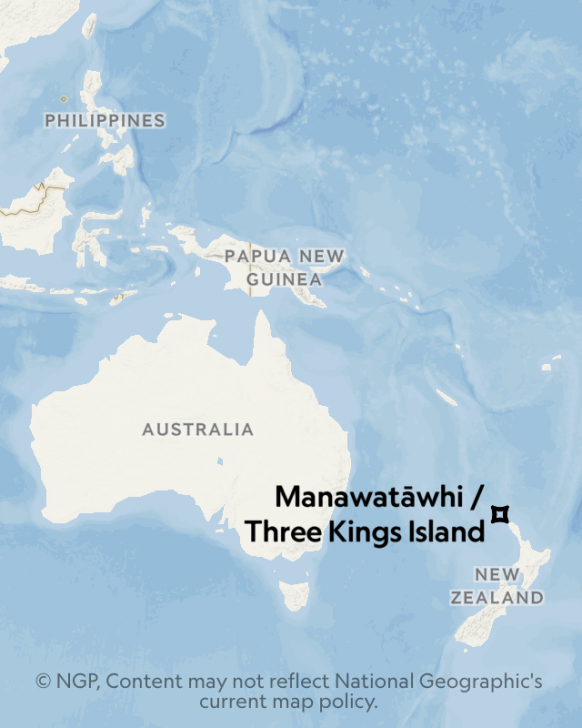 Kaikōmako ต้นไม้ที่เกือบสูญพันธุ์เพราะ "แพะ"