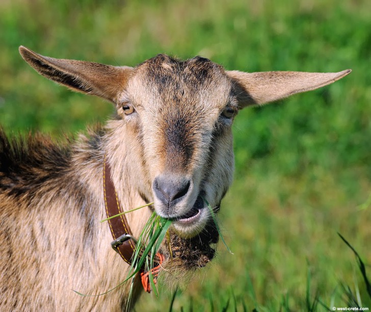 Kaikōmako ต้นไม้ที่เกือบสูญพันธุ์เพราะ "แพะ"