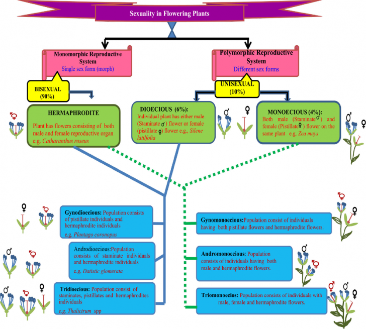 Kaikōmako ต้นไม้ที่เกือบสูญพันธุ์เพราะ "แพะ"