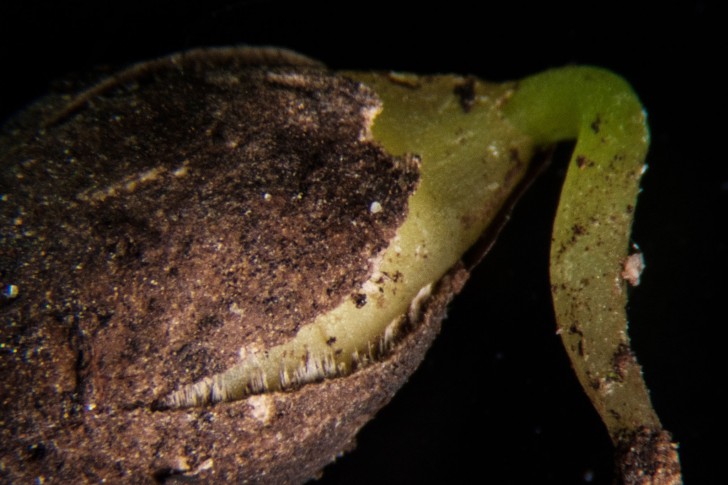 Kaikōmako ต้นไม้ที่เกือบสูญพันธุ์เพราะ "แพะ"