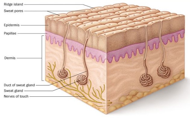 ลายนิ้วมือ (Fingerprint) คืออะไร ทำไมลายนิ้วมือคนเราต้องแตกต่างกัน ? ลายนิ้วมือ (Fingerprint) คืออะไร ทำไมลายนิ้วมือคนเราต้องแตกต่างกัน ?