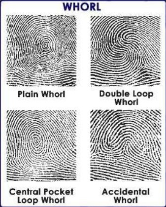 ลายนิ้วมือ (Fingerprint) คืออะไร ทำไมลายนิ้วมือคนเราต้องแตกต่างกัน ? ลายนิ้วมือ (Fingerprint) คืออะไร ทำไมลายนิ้วมือคนเราต้องแตกต่างกัน ?