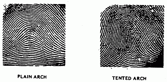ลายนิ้วมือ (Fingerprint) คืออะไร ทำไมลายนิ้วมือคนเราต้องแตกต่างกัน ? ลายนิ้วมือ (Fingerprint) คืออะไร ทำไมลายนิ้วมือคนเราต้องแตกต่างกัน ?