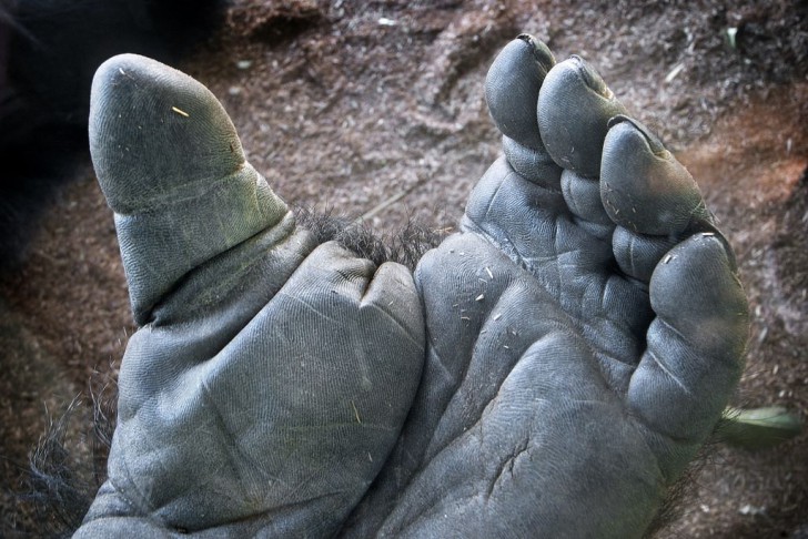 ลายนิ้วมือ (Fingerprint) คืออะไร ทำไมลายนิ้วมือคนเราต้องแตกต่างกัน ?