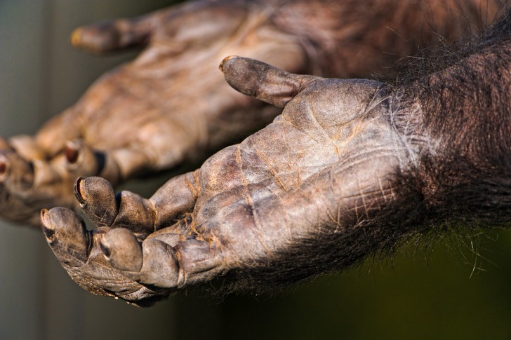 ลายนิ้วมือ (Fingerprint) คืออะไร ทำไมลายนิ้วมือคนเราต้องแตกต่างกัน ?