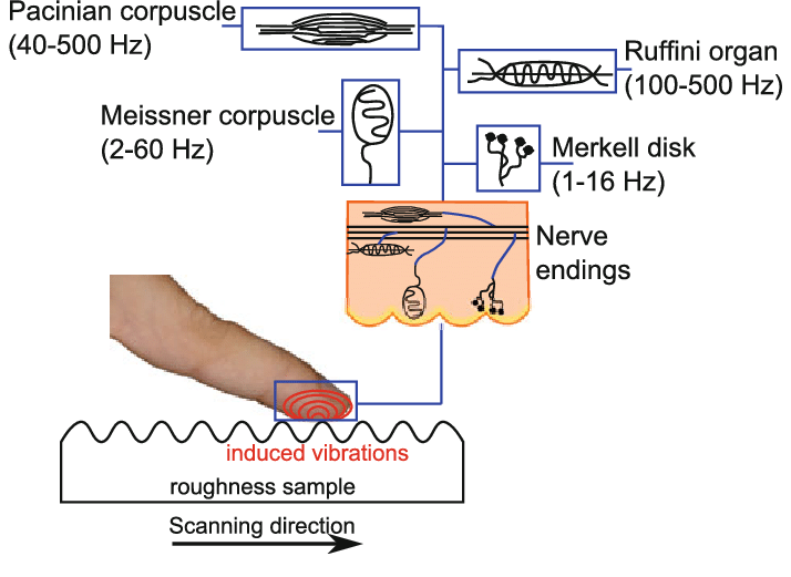 ลายนิ้วมือ (Fingerprint) คืออะไร ทำไมลายนิ้วมือคนเราต้องแตกต่างกัน ? ลายนิ้วมือ (Fingerprint) คืออะไร ทำไมลายนิ้วมือคนเราต้องแตกต่างกัน ?