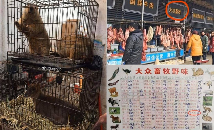 ไวรัสโคโรนาคืออะไร ? รู้จักโคโรนา เชื้อไวรัสสายพันธุ์ใหม่ (2019 n-CoV หรือ COVID-19) อย่างละเอียดที่นี่