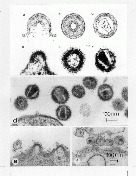 ขนาดของไวรัส แบคทีเรีย และฝุ่น กับประสิทธิภาพการกรอง ของเครื่องฟอกอากาศ และหน้ากากอนามัย ขนาดของไวรัส แบคทีเรีย และฝุ่น กับประสิทธิภาพการกรอง ของเครื่องฟอกอากาศ และหน้ากากอนามัย