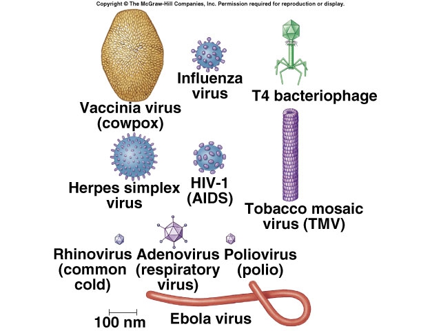 ขนาดของไวรัส แบคทีเรีย และฝุ่น กับประสิทธิภาพการกรอง ของเครื่องฟอกอากาศ และหน้ากากอนามัย ขนาดของไวรัส แบคทีเรีย และฝุ่น กับประสิทธิภาพการกรอง ของเครื่องฟอกอากาศ และหน้ากากอนามัย