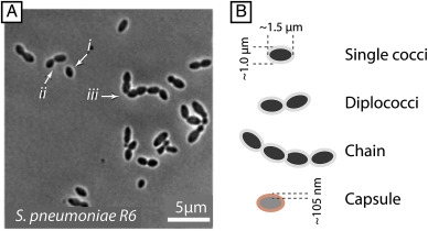 ขนาดของไวรัส แบคทีเรีย และฝุ่น กับประสิทธิภาพการกรอง ของเครื่องฟอกอากาศ และหน้ากากอนามัย ขนาดของไวรัส แบคทีเรีย และฝุ่น กับประสิทธิภาพการกรอง ของเครื่องฟอกอากาศ และหน้ากากอนามัย