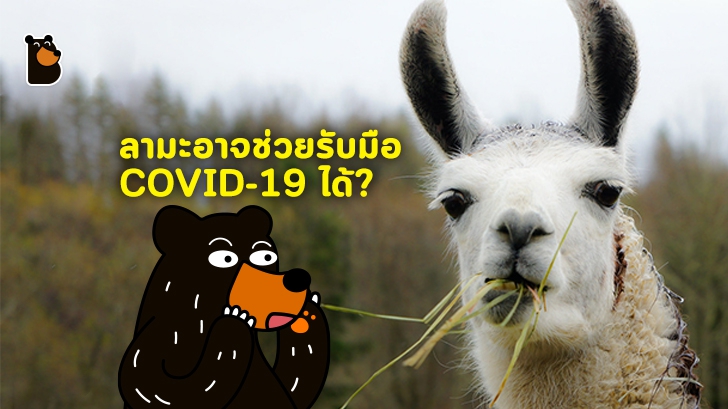 Antibodies ของตัวลามะ อาจมีส่วนช่วยในการรับมือกับ COVID-19 ได้