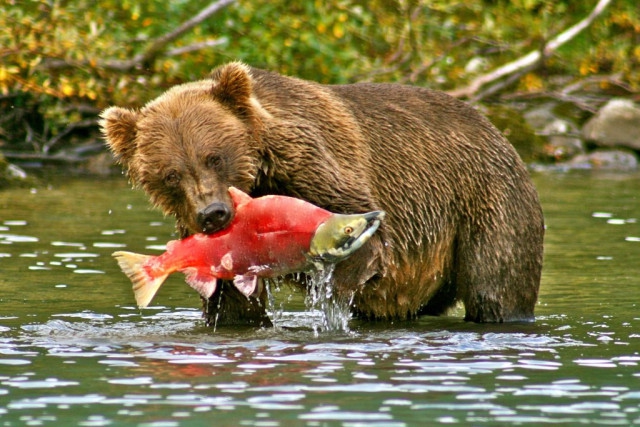 อุณหภูมิน้ำสูงขึ้นจากภาวะโลกร้อนกระทบต่อปริมาณแซลมอน Sockeye ใน Alaska
