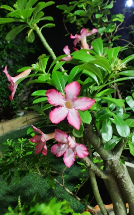 Samsung Galaxy Tab Active 3 แท็บเล็ตสายถึก ดีไซน์ตอบโจทย์ธุรกิจ ใช้จอสัมผัสได้แม้สวมถุงมือ