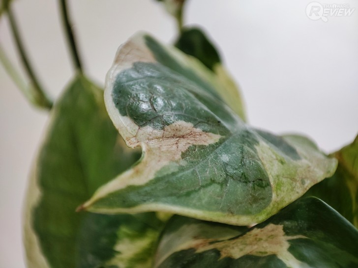 Mi 11 สุดยอดแห่งการถ่ายวิดีโอด้วยมือถือ พร้อมตัวอย่างวิดีโอถ่ายทำจริง