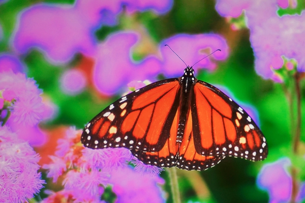 การใช้งานโปรเจคเตอร์ BenQ TK700STi