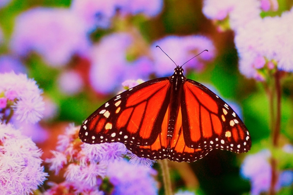 การใช้งานโปรเจคเตอร์ BenQ TK700STi การใช้งานโปรเจคเตอร์ BenQ TK700STi