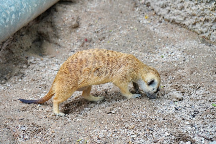 ตัวอย่างภาพที่แต่งจากโปรแกรม