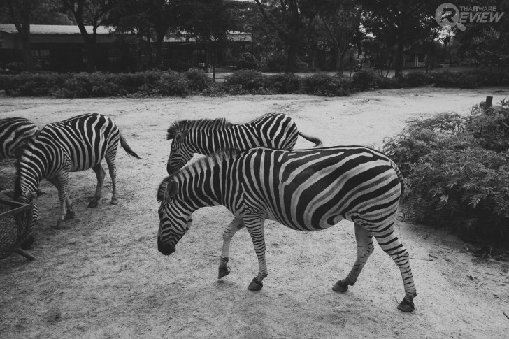 ตัวอย่างภาพที่แต่งจากโปรแกรม