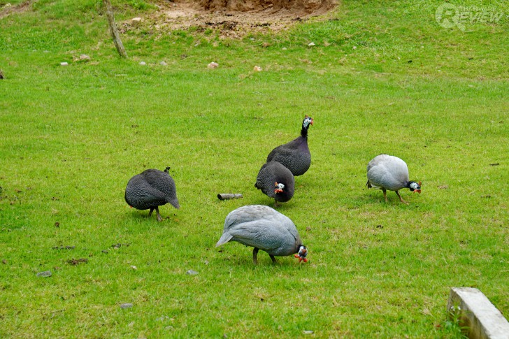 ตัวอย่างภาพที่แต่งจากโปรแกรม