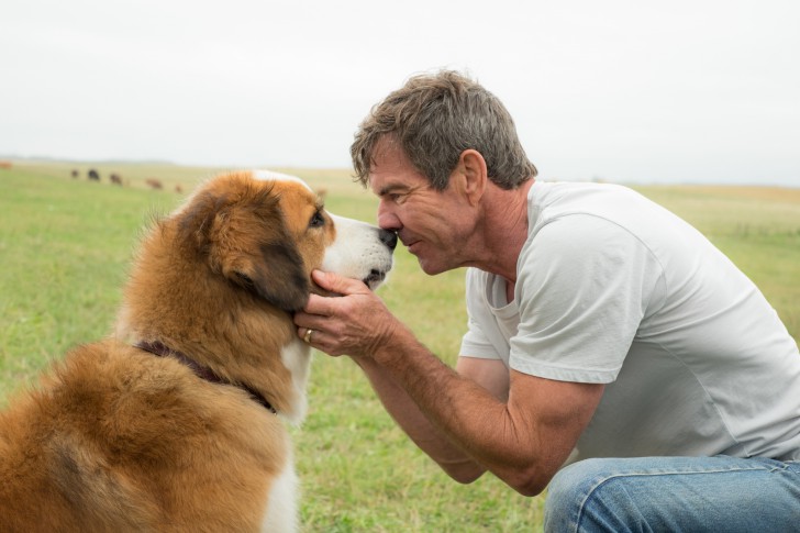 ภาพหมาในเรื่องและ Dennis Quaid ใน หนัง ภาพยนตร์ A Dog's Purpose