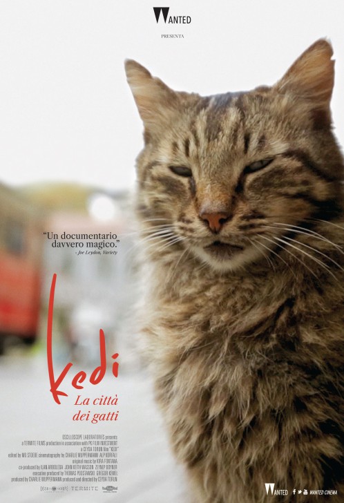 โปสเตอร์ หนัง ภาพยนตร์สารคดี Kedi