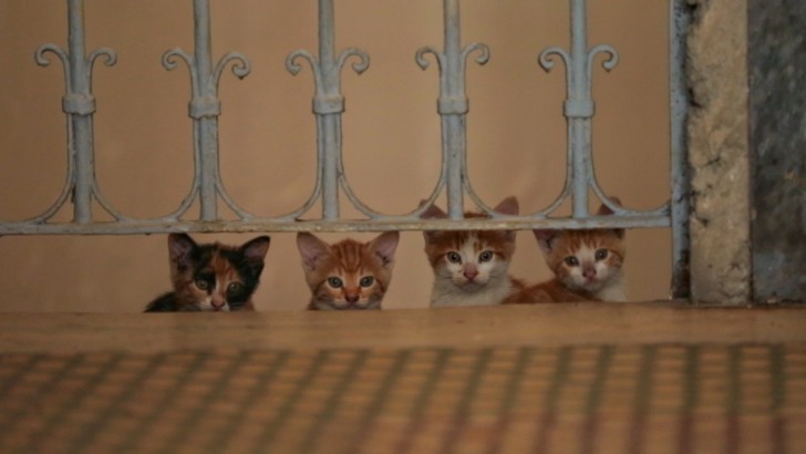 ฉากจากใน หนัง ภาพยนตร์สารคดี Kedi