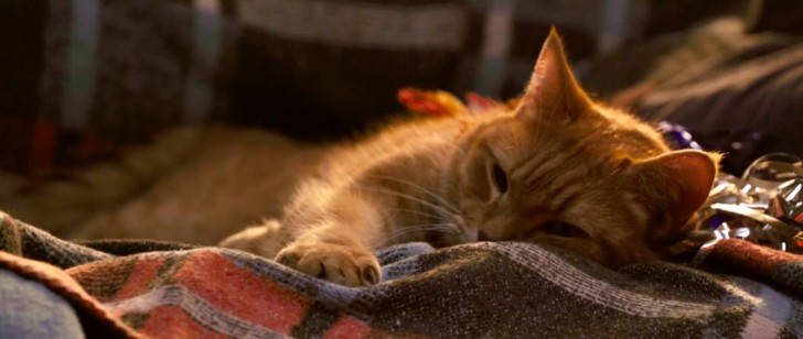 Bob จากใน หนัง ภาพยนตร์ A Street Cat Named Bob