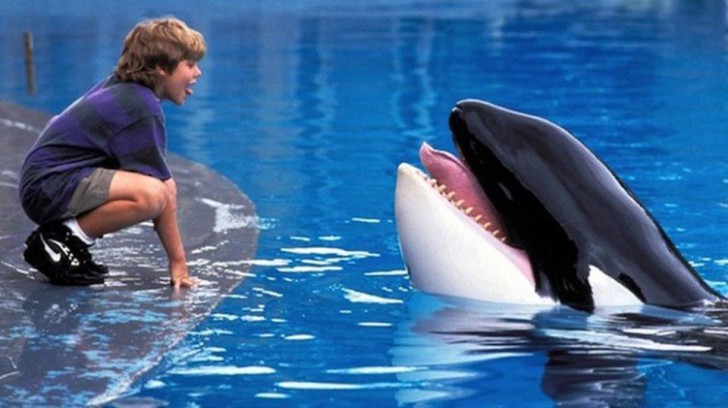 Jason James Richter กับ Keiko ใน หนัง ภาพยนตร์ Free Willy