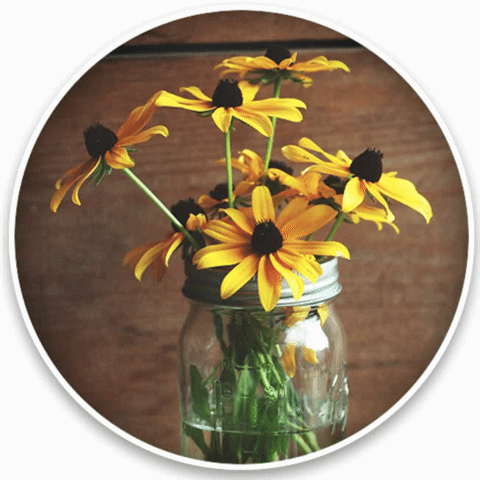 โปรแกรมดู แก้ไข และจัดการรูปภาพ รุ่นโปร ACDSee Photo Studio Professional 2025