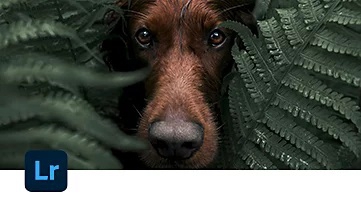 ชุดโปรแกรมออกแบบกราฟิก ตัดต่อวิดีโอ และงานสร้างสรรค์ พร้อมสต๊อกวัตถุดิบ สำหรับหน่วยงานราชการ Adobe Creative Cloud Pro for Teams with Adobe Stock Government ชุดโปรแกรมออกแบบกราฟิก ตัดต่อวิดีโอ และงานสร้างสรรค์ พร้อมสต๊อกวัตถุดิบ สำหรับหน่วยงานราชการ Adobe Creative Cloud Pro for Teams with Adobe Stock Government