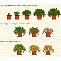 DesktopPlant (ปลูกต้นไม้บนคอมฯ)