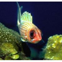 Free Fish Screensaver