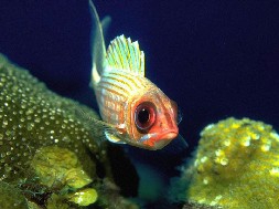 Free Fish Screensaver