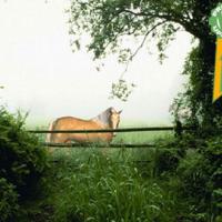 Horse in the mist Animated Wallpaper (ใครรักม้า ชอบม้า ต้อง Wallpaper รูปม้า เหมือนจริง)