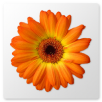 Artweaver Free (โปรแกรม Artweaver Free วาดรูปงานศิลปะ)