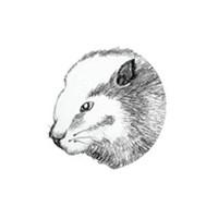 DBeaver (โปรแกรมเชื่อมฐานข้อมูล ต่อ Database ทุกชนิด)