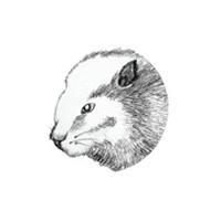 DBeaver (โปรแกรมเชื่อมฐานข้อมูล ต่อ Database ทุกชนิด) : 