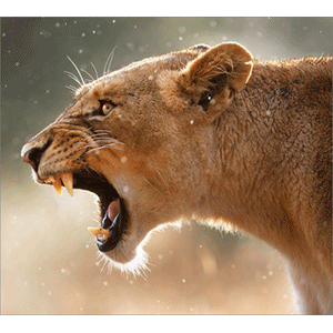 AKVIS Refocus icon AKVIS Refocus icon