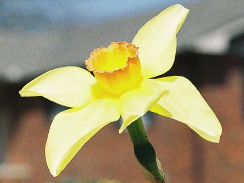 ดาวน์โหลดโปรแกรม AKVIS Noise Buster