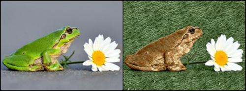 โปรแกรมแต่งรูป AKVIS Decorator