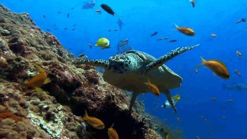 โปรแกรมดาวน์โหลด Youtube โปรแกรมดาวน์โหลด Youtube