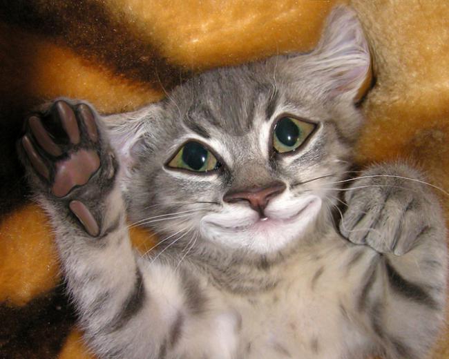 โปรแกรมสร้างภาพการ์ตูนล้อเลียน Cartoonist โปรแกรมสร้างภาพการ์ตูนล้อเลียน Cartoonist