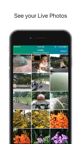 Lively (App แปลง Live Photo เป็น GIF หรือวิดีโอ) : Lively (App แปลง Live Photo เป็น GIF หรือวิดีโอ) :